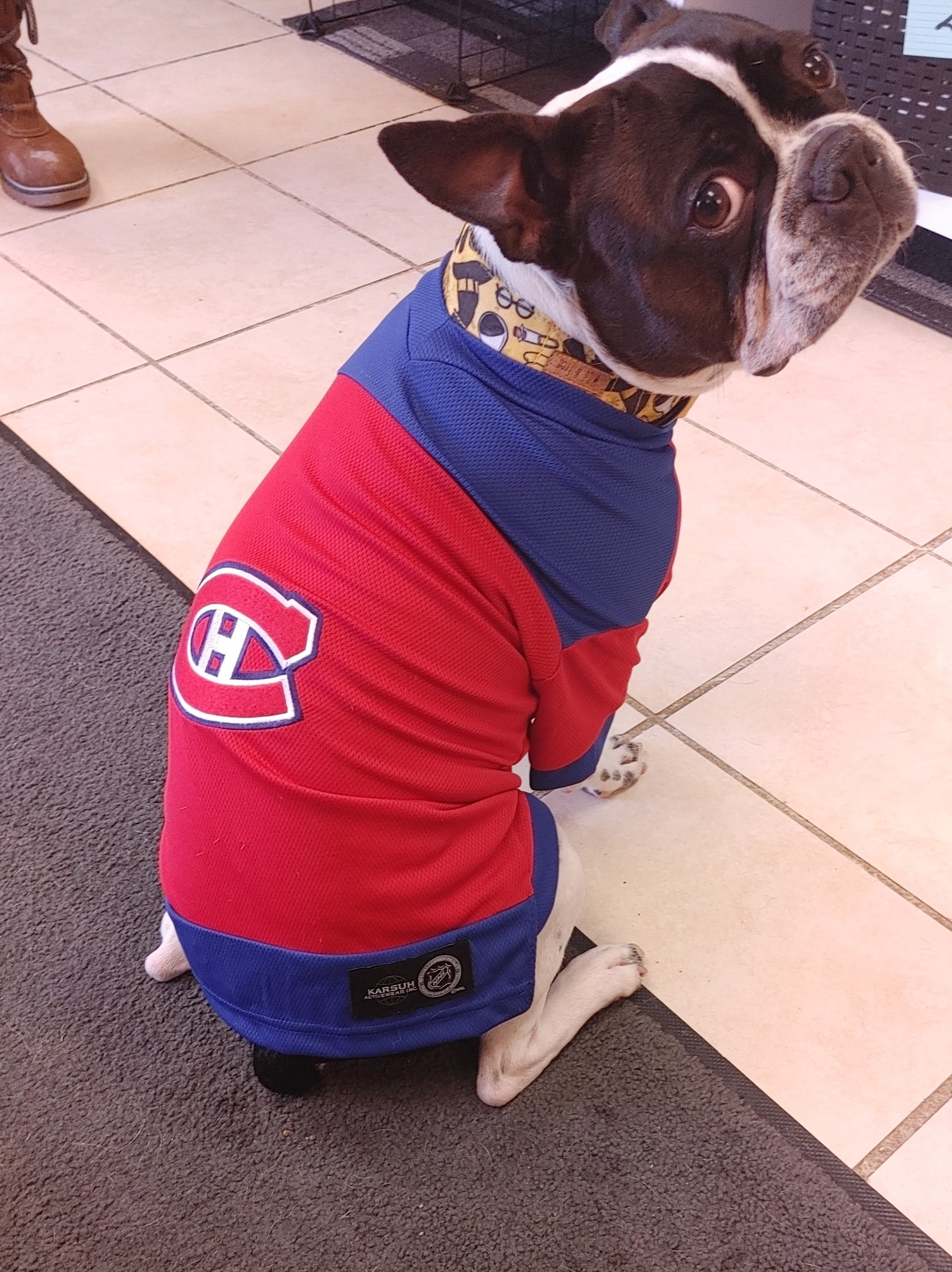 Chandail de la LNH pour chien